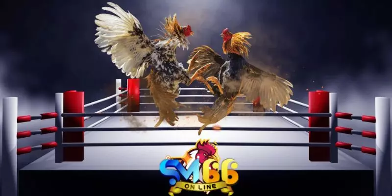 Tìm hiểu về sảnh đá gà SM66