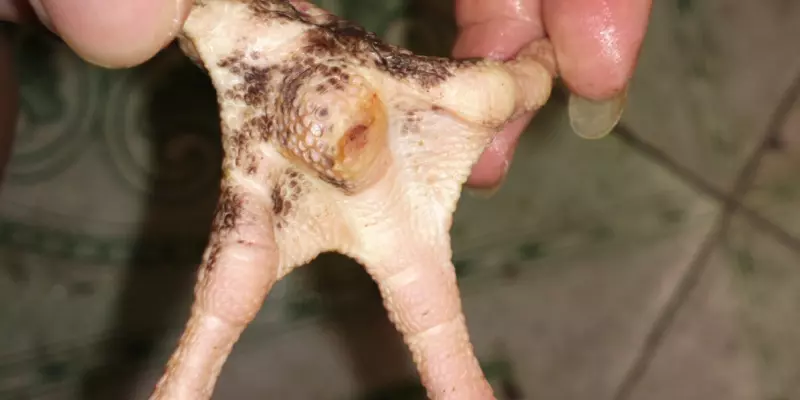 Gà bị sưng củ bàn