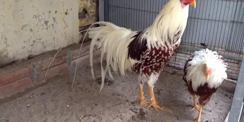 Tiêm quá nhiều lần