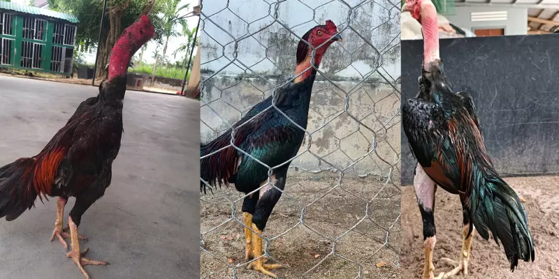 Nguyên nhân khắc phục gà chọi bị mất gân