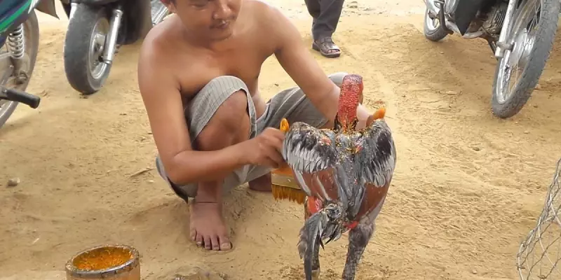 Nguyên Nhân Gà Chọi Bị Mất Gân Và Phương Án Khắc Phục