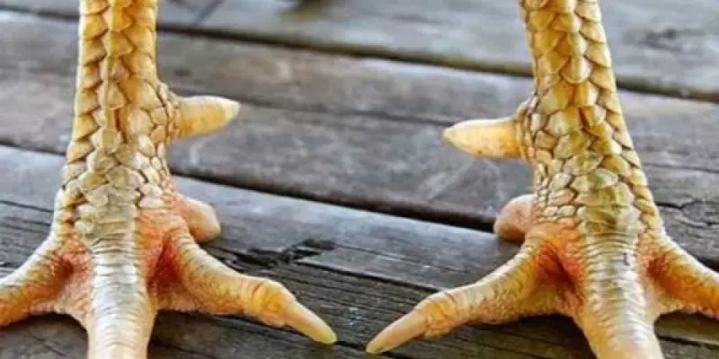 Lục đinh có cựa