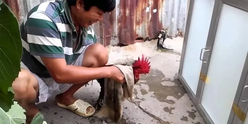 Làm nước cho gà đá cần các dụng cụ gì?