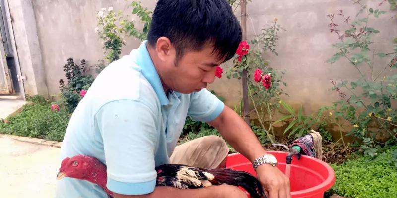 Trước khi thả gà
