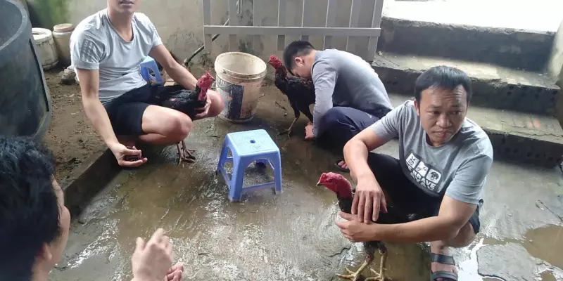 Làm nước khi gà về khua