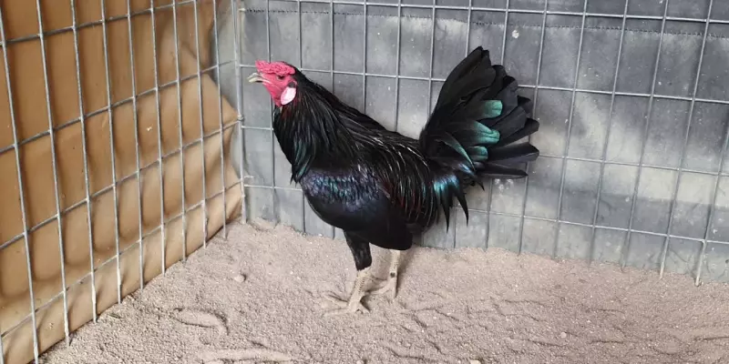 Cách Đổ Gà Lai Mỹ Cực Chuẩn Xác Đến Từ Các Chuyên Gia
