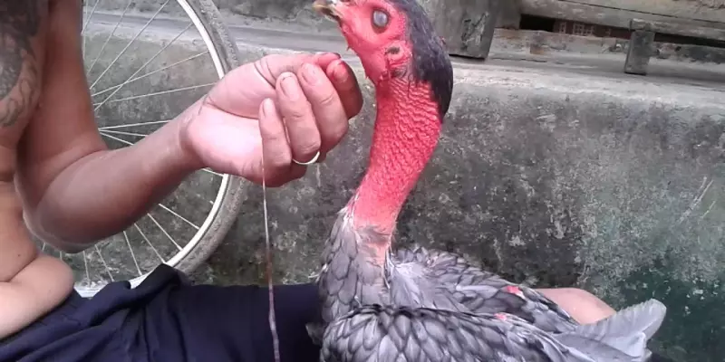 Dùng kéo để cắt tai tích gà