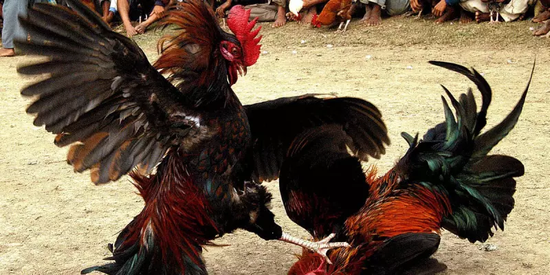 Dựa vào gà bố mẹ