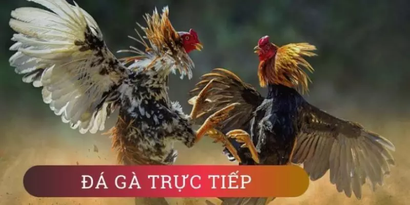Hướng Dẫn Tải App Đá Gà IOS SM66 Cực Đơn Giản, An Toàn